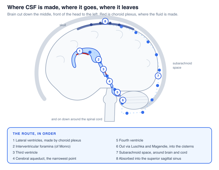 An animation of cerebrospinal fluid travelling the full circuit, from the choroid plexus in the lateral ventricles, through the ventricular system, out into the subarachnoid space between brain and skull, and up to the superior sagittal sinus where it is absorbed