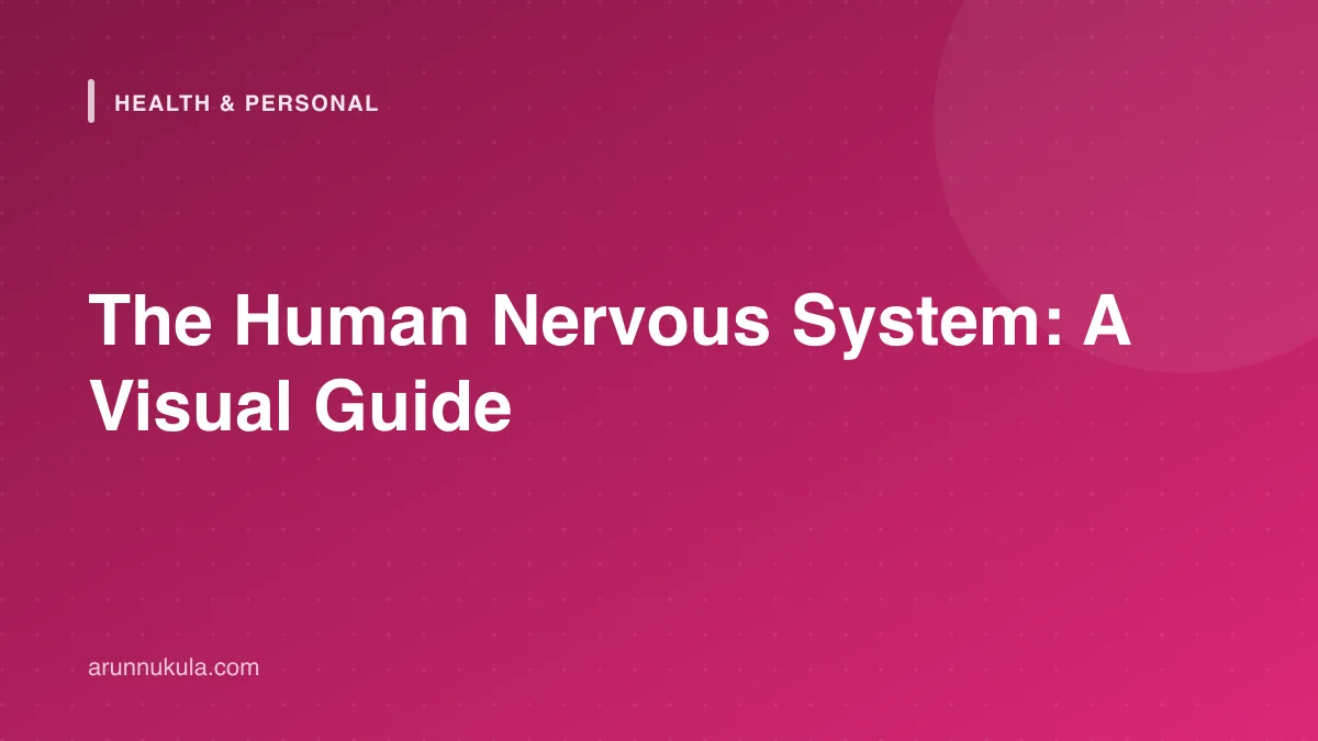 The Human Nervous System: A Visual Guide