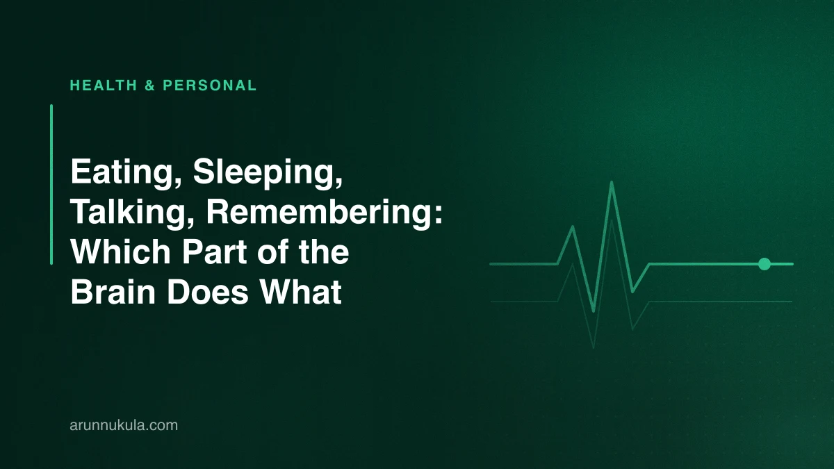 Eating, Sleeping, Talking, Remembering: Which Part of the Brain Does What